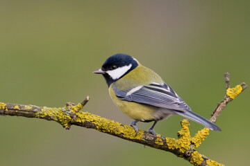Obraz premium Colorful great tit ( Parus major ) perched on a tree trunk, photographed in horizontal, amazing background