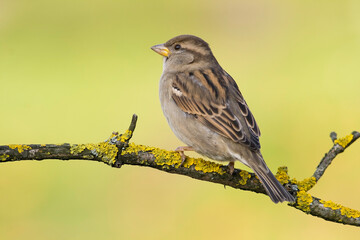Bird - House sparrow Passer domesticus sitting on the branch