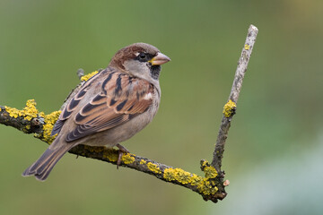 Bird - House sparrow Passer domesticus sitting on the branch