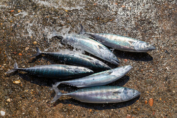 Bonito fish fresh from the sea and bonito season begins, Kastamonu, Turkey