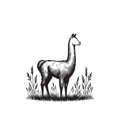 Fototapeta premium Vicuña Silhouette design. Vicuña Silhouette vector design. Llama vector design. Llama logo.