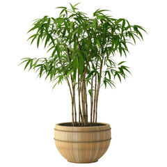 Obraz premium 3d illustration of houseplant in bamboo potted isolated on transparent background