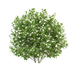 3d illustration of shrub with flowers bird's eye view isolated on transparent background