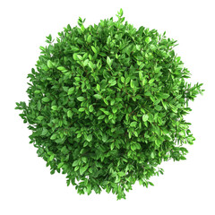 Naklejka premium 3d illustration of bush with bird's eye view isolated on white background