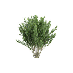 collection of Bush isolated  on  transparent Canvas