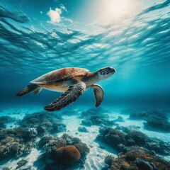 Obraz premium Turtle's Serene Ocean Voyage