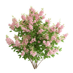 Spiraea douglasii bush isolated on transparent background