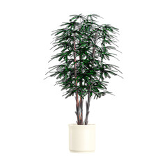 Obraz premium collection of Broadleaf lady palm Plant isolated on transparent canvas