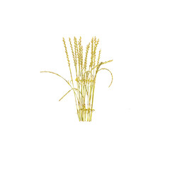 Fototapeta premium collection of Wheat Cereal grain with realistic style