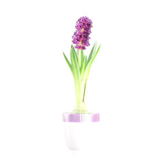 Hyacinth Plant in pot isolated on transparent Canvas