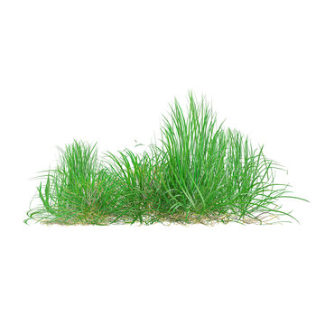 Isolated Desmostachya bipinnata grass on a transparent Canvas