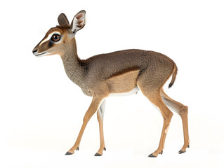 Fototapeta premium dik-dik isolated on a white background