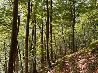 Obraz premium Mixed deciduous forest on the alpine slopes of the Fratarica stream canyon, Log pod Mangartom (Triglav National Park, Slovenia) - Mešani listopadni gozd na alpskih pobočjih kanjona potoka Fratarica