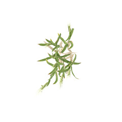 Beautiful Setaria viridis Plant isolated on transparent Canvas from top view