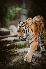 Portrait eines laufenden Sibirischen Tigers (Panthera tigris altaica)