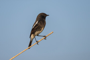 Pied bush chat perched close-up shot. The pied bush chat (Saxicola caprata ) is a small passerine bird