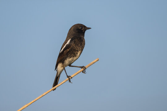 Pied bush chat perched close-up shot. The pied bush chat (Saxicola caprata ) is a small passerine bird