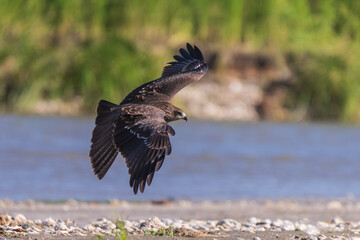 Black Kite in flight close-up shot with open wings. Bird of prey The Black kite soaring over the river.