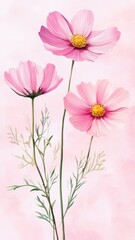 Watercolor Illustration set of Pink cosmos flowers on a white background,spring summer nature,Vibrant pink cosmos blooming,Children's card,banner,raindrops drawn by hand.