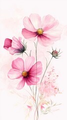 Watercolor Illustration set of Pink cosmos flowers on a white background,spring summer nature,Vibrant pink cosmos blooming,Children's card,banner,raindrops drawn by hand.