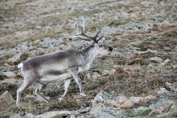 Reindeer at Svalbard