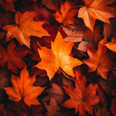 Fototapeta premium Vibrant Orange Maple Leaves, Carpet of Autumn Colors A Close-Up View of Seasonal Foliage