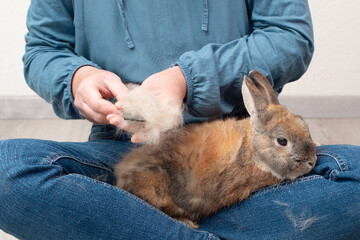 Domestic rabbit pathological hair loss, comb fur of pet animal, coat change, parasites, worms,...