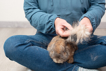 Domestic rabbit pathological hair loss, comb fur of pet animal, coat change, parasites, worms, infections with bacteria, viruses or fungi, allergies, hormonal imbalance, loneliness or stress