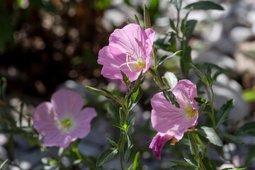 The plant (Oenothera rosea) grows on the flower bed