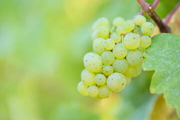 Grapes for riesling wine growing on the vine, vineyard in Trier, Moselle Valley in Germany, landscape and agriculture in rhineland palatine 