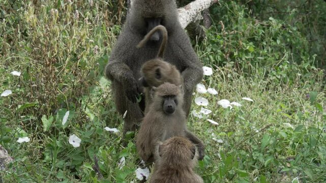 Four Baboons siting behind each other in a row. Young female offers herself to the male and he sniffes at her genitals