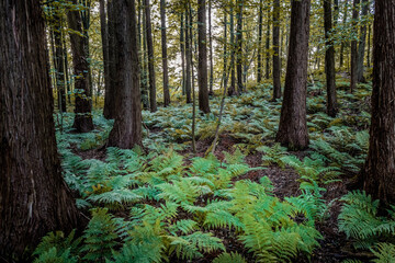 Untouched forest in Staksrode near the Vejle fjord, Denmark