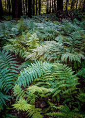 Untouched forest in Staksrode near the Vejle fjord, Denmark