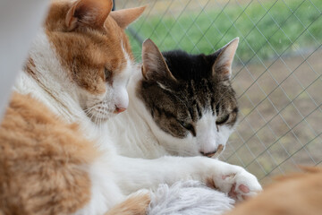 窓辺でくつろぐ二匹の猫