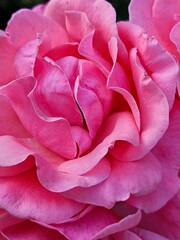 Pink rose, beautiful pink roses in the garden. Beautiful flowers, close-up. Full Pink Rose Petals Closeup