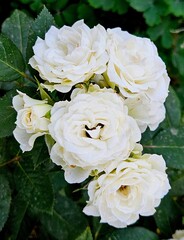 White roses in the garden, beautiful flowers in the garden. Close-up. Natural floral background. Flower farming concept