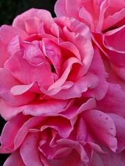 Pink rose, beautiful pink roses in the garden. Beautiful flowers, close-up. Full Pink Rose Petals Closeup