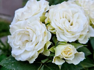White roses in the garden, beautiful flowers in the garden. Close-up. Natural floral background. Flower farming concept