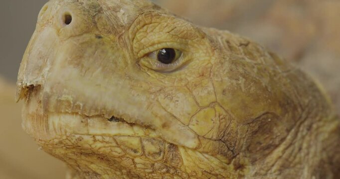 Close up head shot of The African spurred tortoise (Centrochelys sulcata), also called the sulcata tortoise, is an endangered species of tortoise.