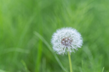 ふわふわなタンポポの綿毛	