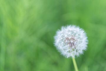 ふわふわなタンポポの綿毛	