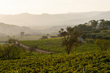 Sunset illuminates rolling vineyard hills, casting a golden hue over the fields as they stretch out towards a distant valley, creating a serene and picturesque landscape.