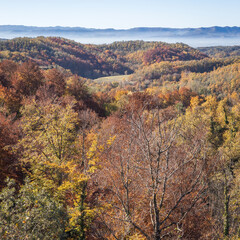 Fototapeta premium La Grevolosa Beech Forest, Catalonia