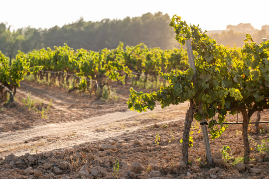 Scenic view of a vineyard with neatly aligned rows of grapevines bathed in the golden hour light, creating a picturesque and peaceful landscape.