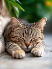 Fototapeta premium A cat stretching after a nap, with claws extended, showcasing its natural behavior. 