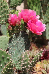 kaktus opuncja kwitnaca kwiat różowy © Perovskia
