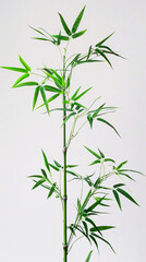 Obraz premium bamboo leaves isolated on white background