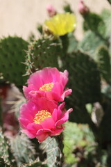 kaktus opuncja kwitnaca kwiat różowy © Perovskia