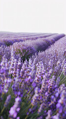 Fototapeta premium lavender field 