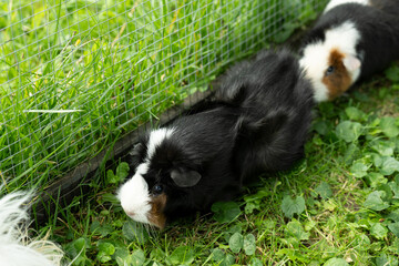 Meerschweinchen tier natur herde
